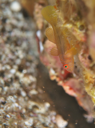 イレズミハゼ属の一種