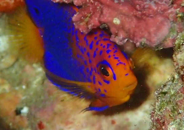 レンテンヤッコ