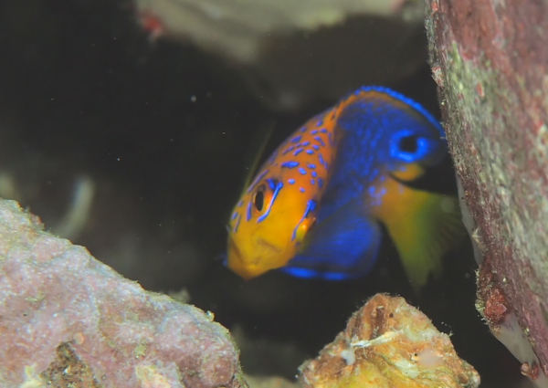 レンテンヤッコ