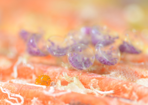 ホムラスベヨコエビ