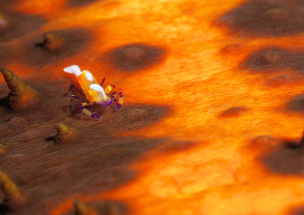 ウミウシカクレエビ