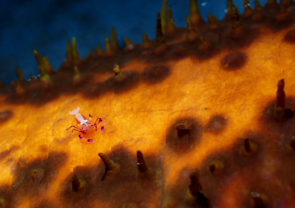 ウミウシカクレエビ