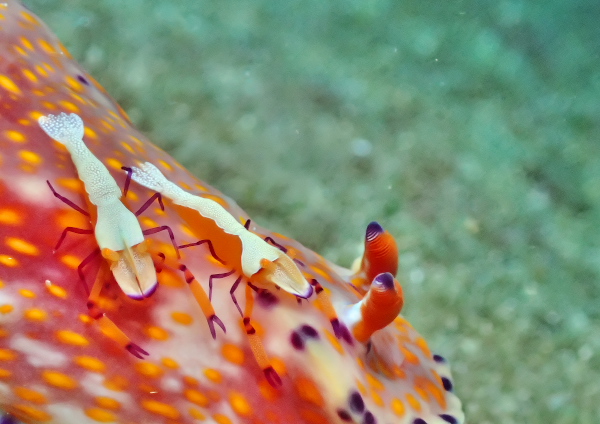 ウミウシカクレエビ