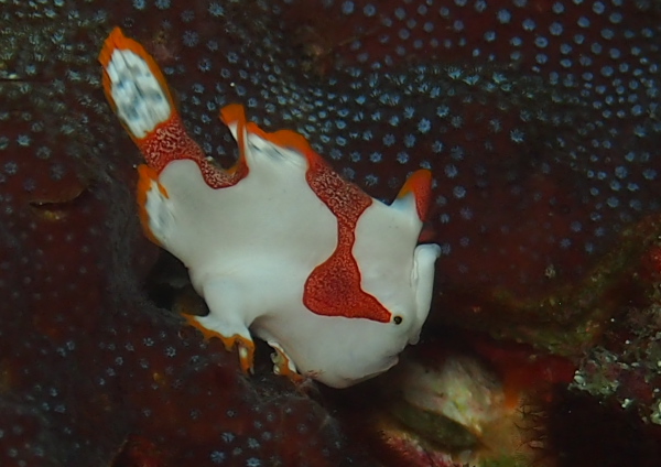 クマドリカエルアンコウ