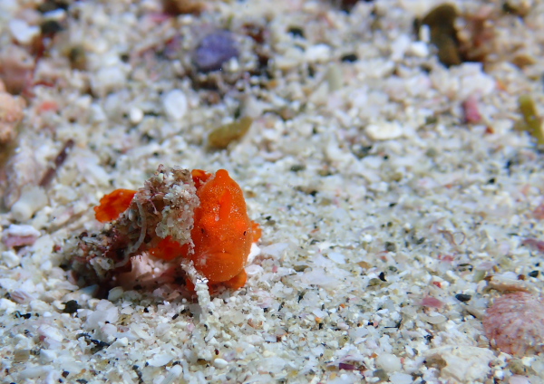 イロカエルアンコウ