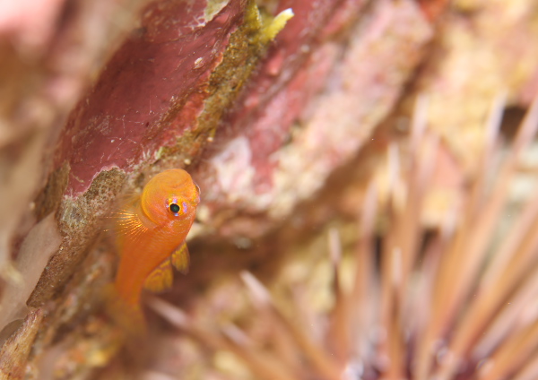 ナガシメベニハゼ