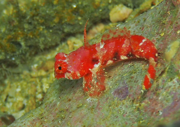 アカオビコテグリ