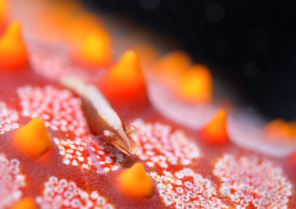 ヒトデヤドリエビ