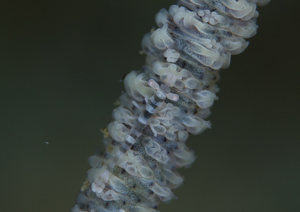 ビシャモンエビ