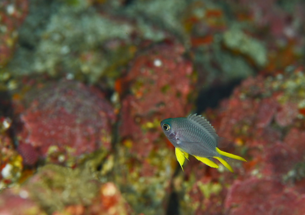 ヒスイスズメダイ