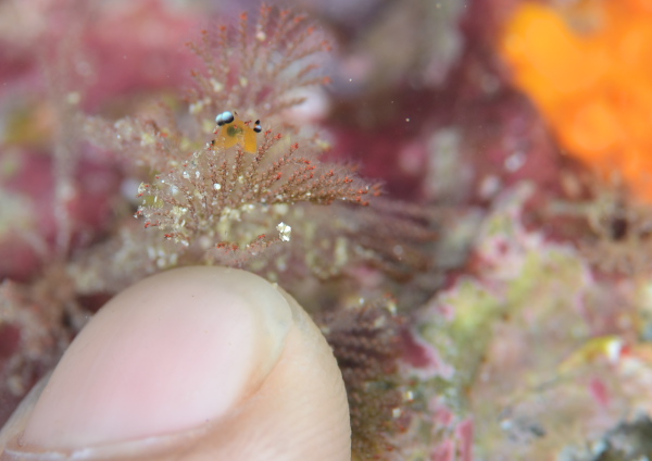 ウデフリツノザヤウミウシ