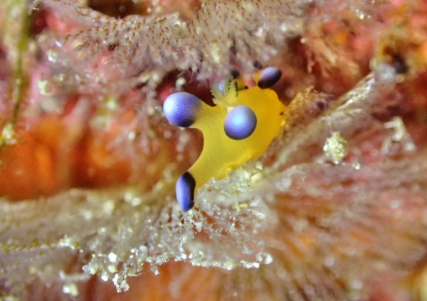 ウデフリツノザヤウミウシ