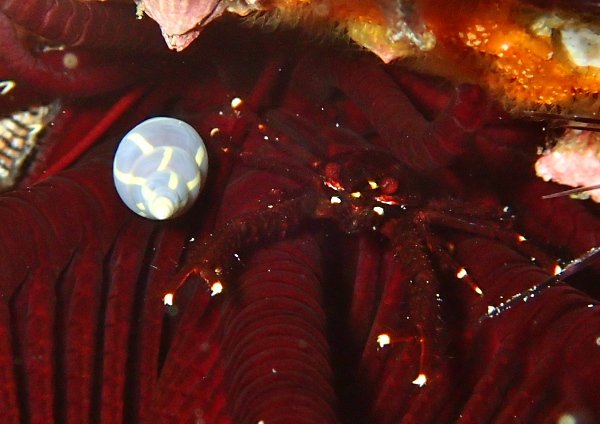 コマチコシオリエビ