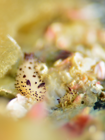 ゴマフビロードウミウシ