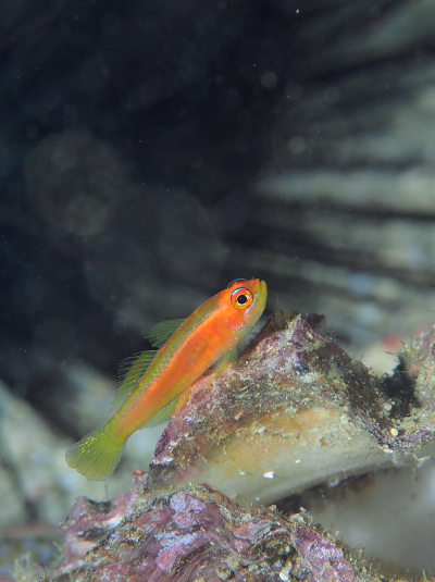 ヒメニラミベニハゼ