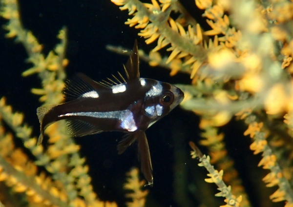 ホホスジタルミ