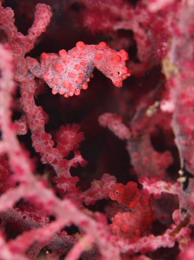 ピグミーシーホース