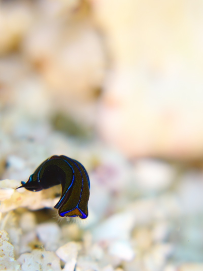 ニシキツバメガイ