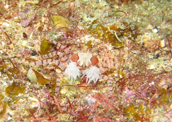 キンチャクガニ