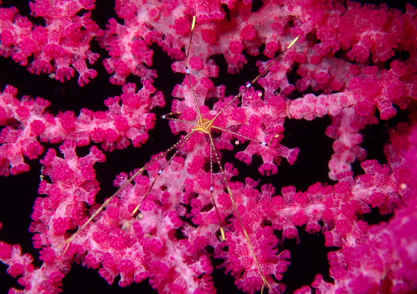 オルトマンワラエビ