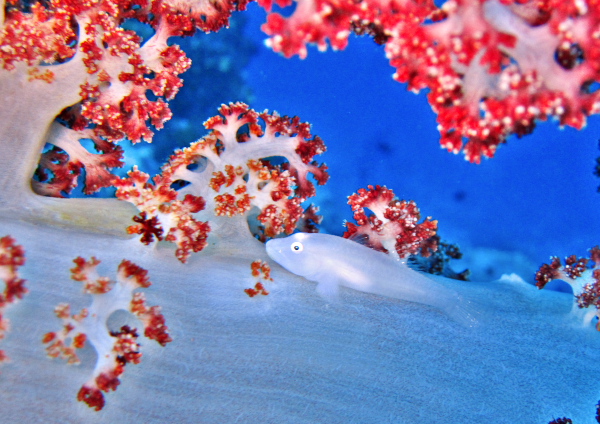 スケロクウミタケハゼ