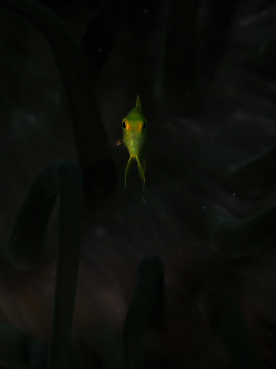 コガネスズメダイ