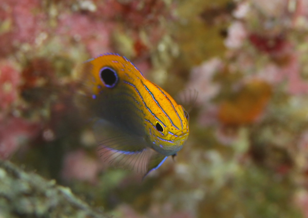 クロメガネスズメダイ