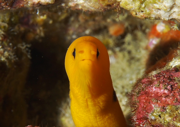 ゴールデンイールモレイ