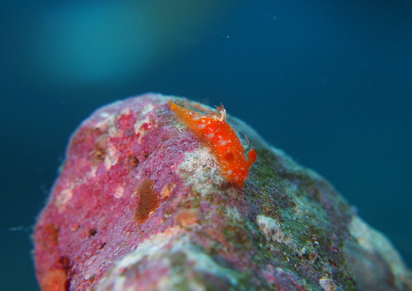 ヒメエダウミウシ