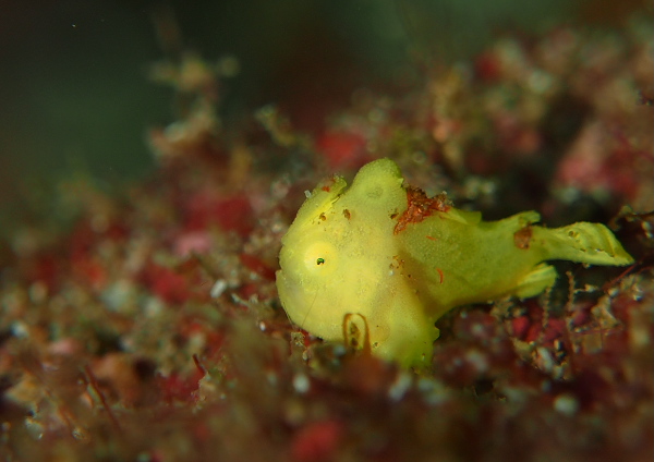 イロカエルアンコウ