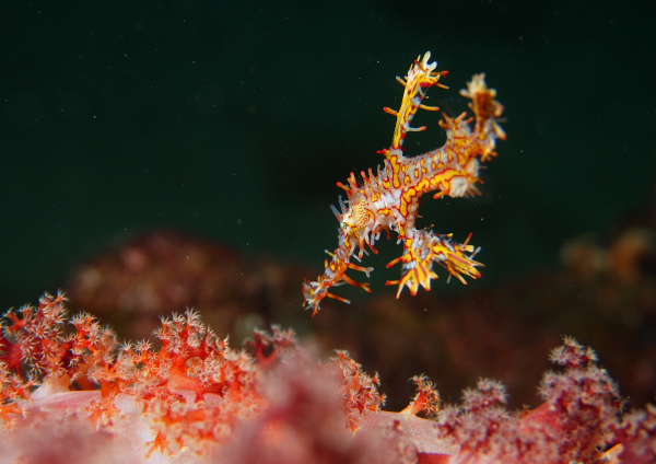 ニシキフウライウオ