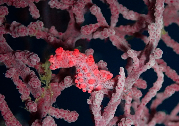 ピグミーシーホース