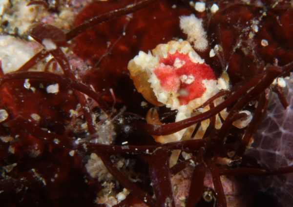 コンペイトウコブシガニ