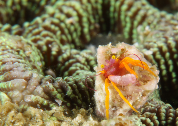 アデヤカゼブラヤドカリ