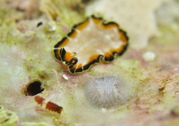 ニセツノヒラムシSP