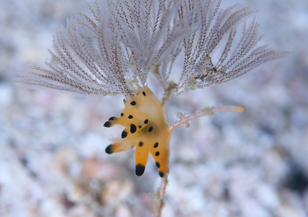 カンナツノザヤウミウシ