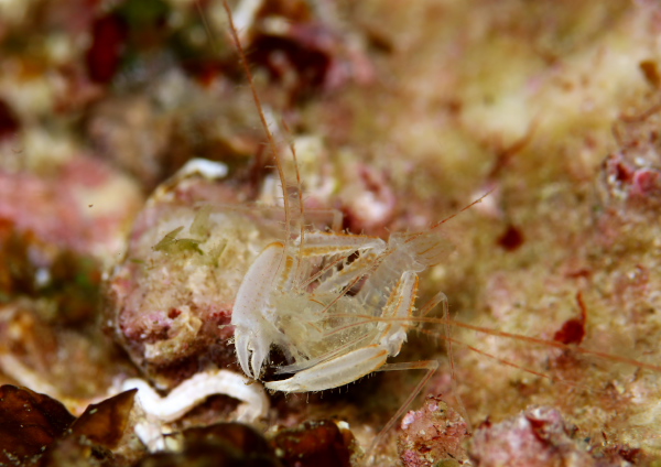 サンゴヒメエビ
