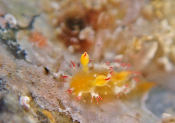 ヒメエダウミウシ