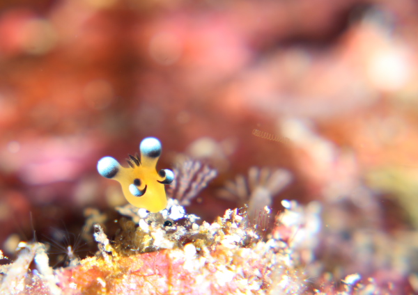 ウデフリツノザヤウミウシ