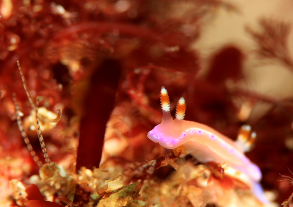 ジュッテンイロウミウシ