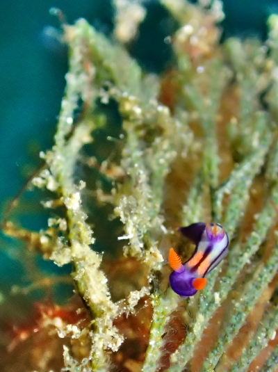 セトリュウグウウミウシ