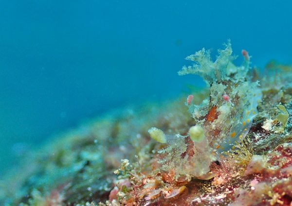 ニンジンヒカリウミウシ