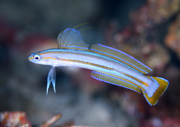 スジクロユリハゼ