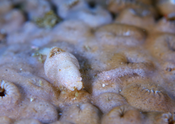 カクレモエビ属の一種