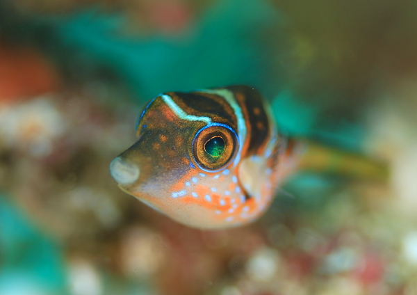 ハナキンチャクフグ