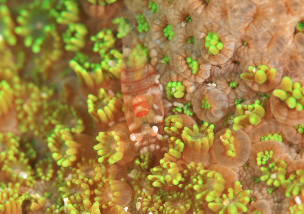 ヤクシマカクレエビ