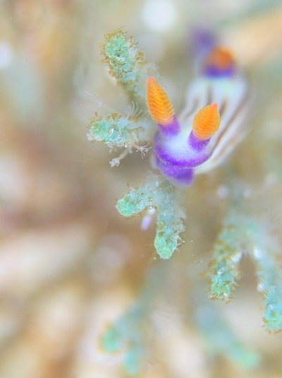 クロスジリュウグウウミウシ