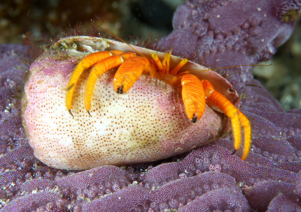 フチドリワモンヤドカリ