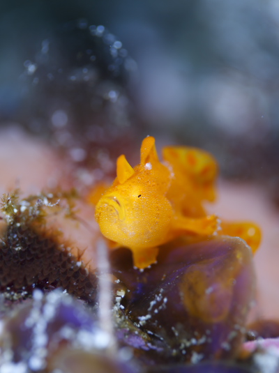 イロカエルアンコウ