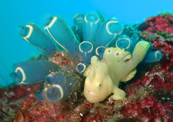 イロカエルアンコウ